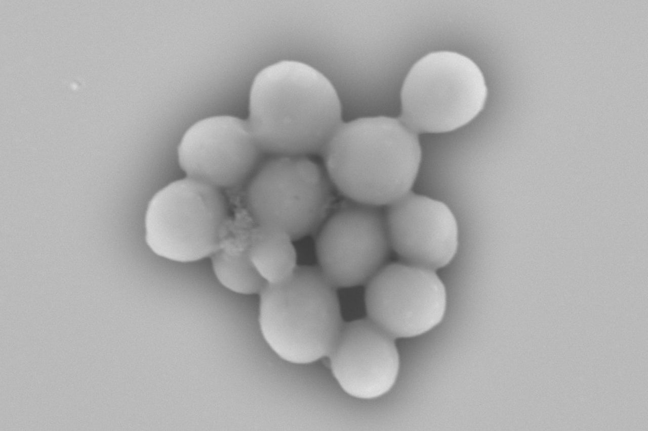 ヴィアンヴァーソイソース -スタンダード 70ml