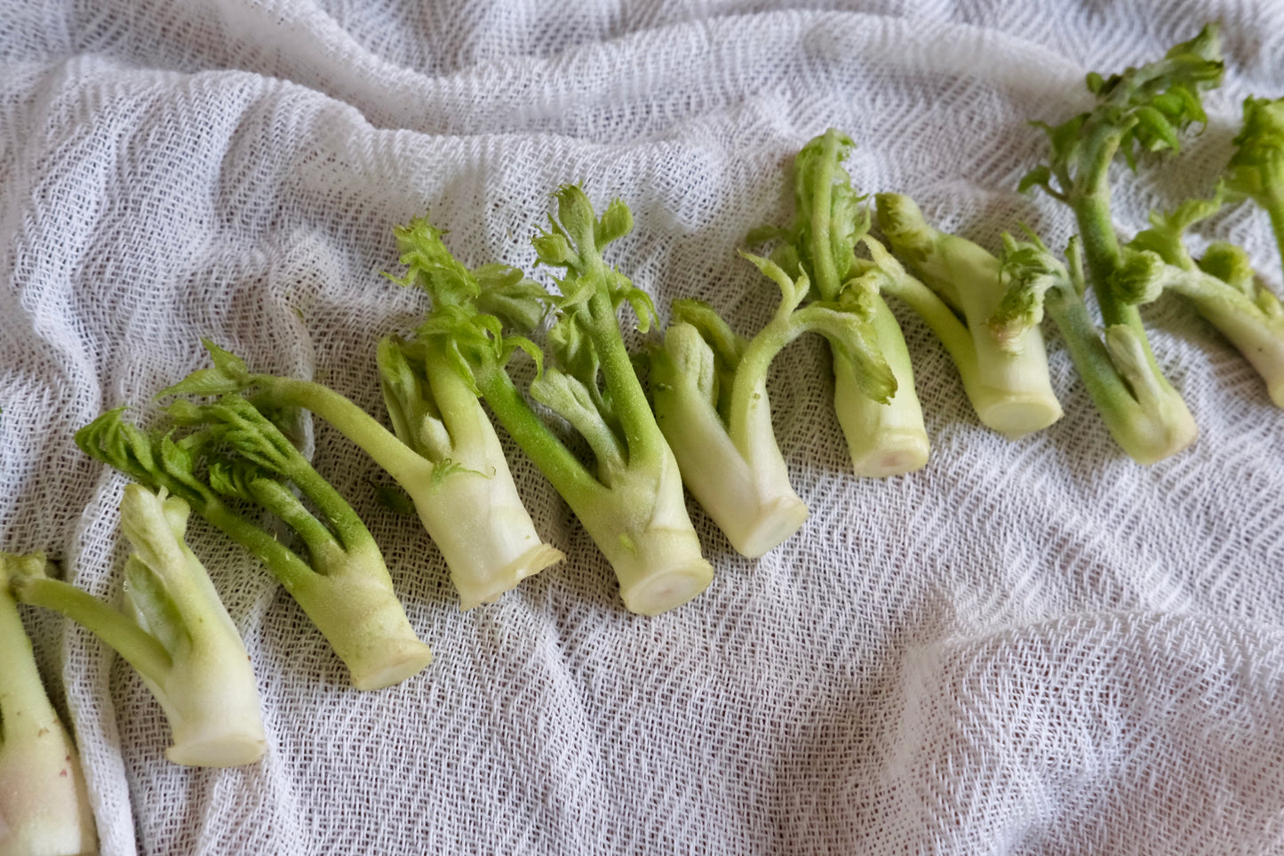 ヤマモ春の山菜セット（春限定）(受注販売）