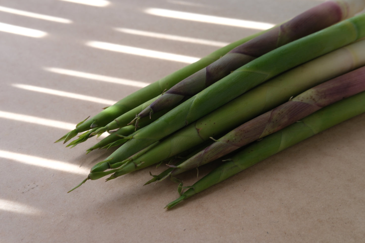 ヤマモ春の山菜セット（春限定）(受注販売）