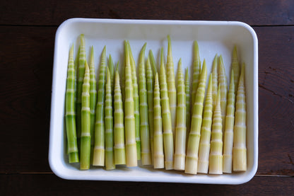 ヤマモ春の山菜セット（春限定）(受注販売）